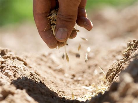 The Parable of the Sower – Catholic Congregation of St. John, Preparer of the Way – ccsjchurch.org