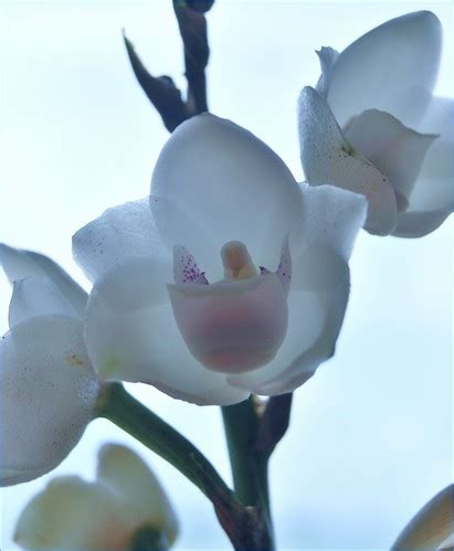 Flor del Espiritu Santo - Holy ghost orchid - Periferia elata - a photo on Flickriver