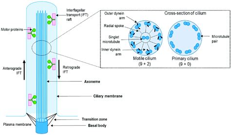 Simplistic overview of cilia structure and types. Structurally, the ...