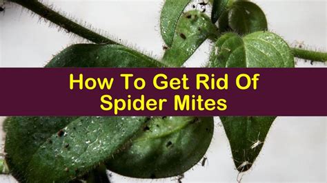 How To Get Rid Of Spider Mites