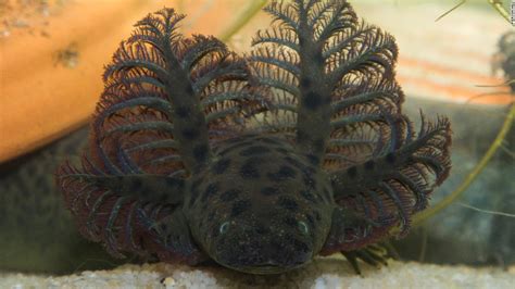 Salamander species identified: Creature lives in swamps and marshes of Florida and Alabama - CNN