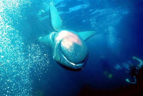 Megamouth Shark – "OCEAN TREASURES" Memorial Library