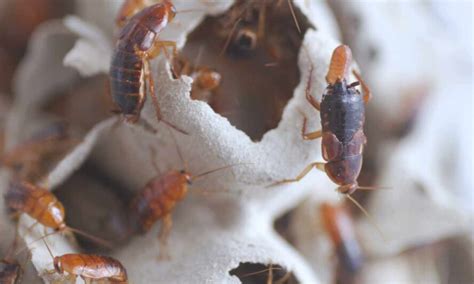 How Do Cockroaches Infest?