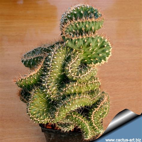 Cylindropuntia sp. forma cristata (Opuntia fulgida forma cristata)