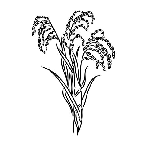 rice plant vector sketch 7308815 Vector Art at Vecteezy