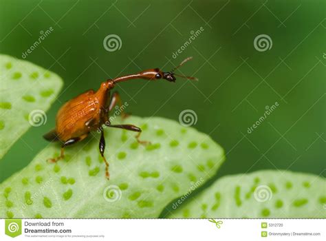 Giraffe Weevil stock photo. Image of wildlife, foliage - 5312720