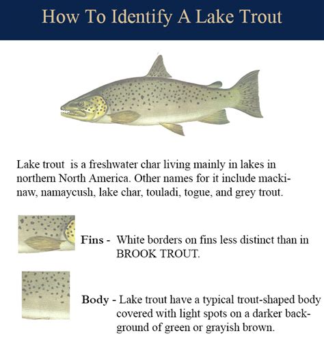 Lake Trout | Lake Erie Fishing Charter from Buffalo & Barcelona NY