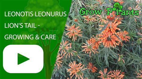 Leonotis leonurus - Lion's Tail - growing and care (attract butterfly ...