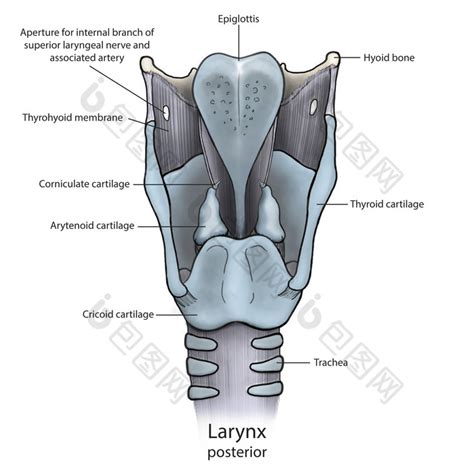 人体喉咙骨骼解剖示例图图片-包图网
