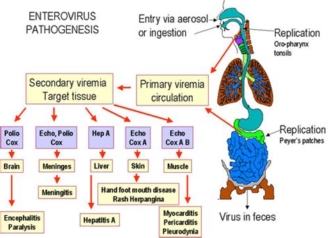 Pharmacology: COXSAKIEVIRUS HAND-FOOT-MOUTH DISEASE