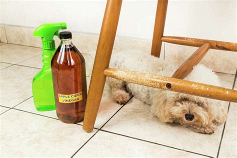 Can you use apple cider vinegar for dogs?