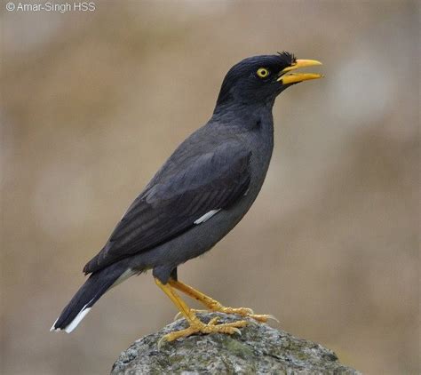 Javan Myna – birdfinding.info