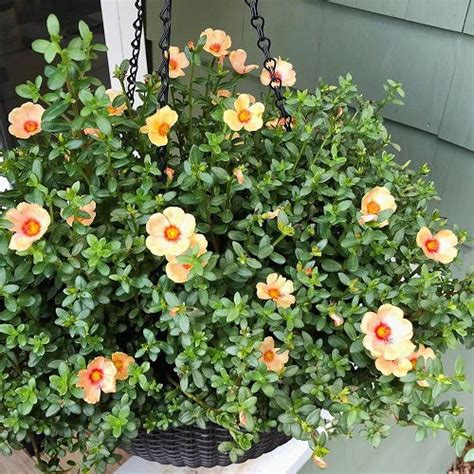 29 Different Types of Portulaca Varieties | Balcony Garden Web