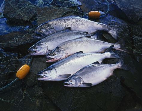 The Top 7 Types of Salmon