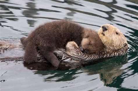 30 Pics Of The Most Adorable Sea Otter Babies | Bored Panda