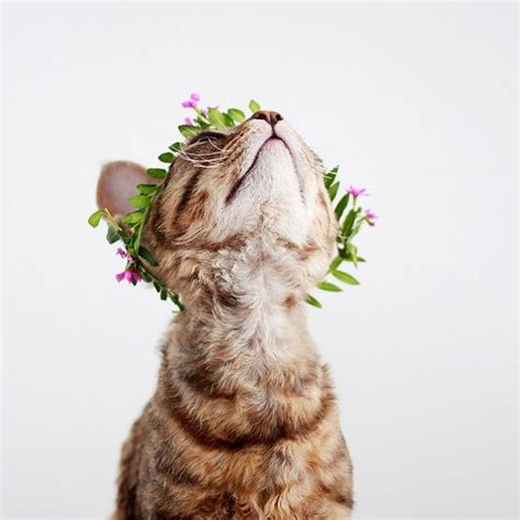 flower crown cat for princess stripes | Wonderland | Pinterest | Kittens, Flower and Flower crowns