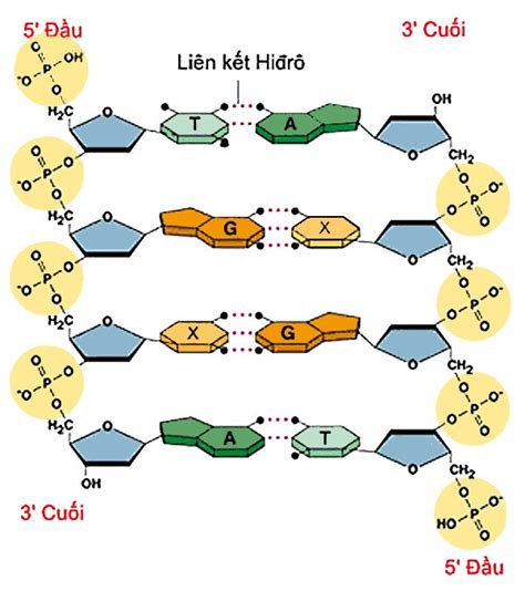 Cấu tạo hóa học của phân tử ADN | SGK Sinh lớp 9