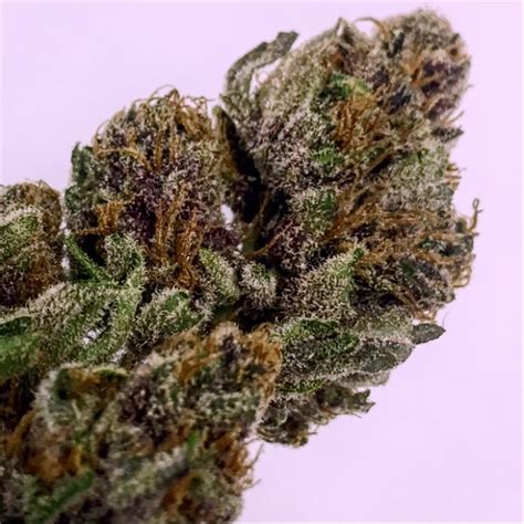 Photos of Purple Urkle Weed Strain Buds | Leafly