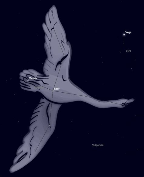 Cygnus Constellation Guide | The Summer Swan in Our Night Sky