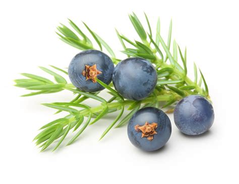 BENEFITS OF JUNIPER BERRIES - Naattu Marundhu Kadai CBE