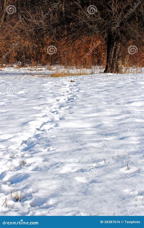 Wild boar tracks stock photo. Image of animal, foliage - 28387616