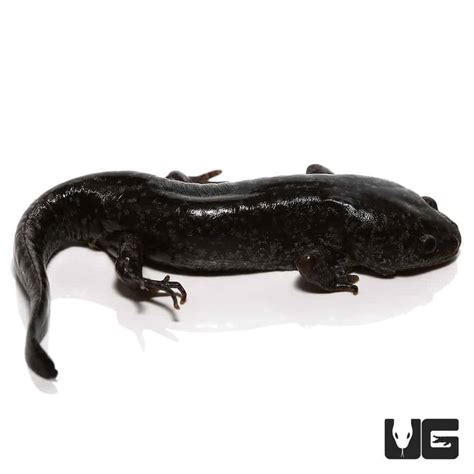 Mole Salamanders (Ambystoma talpoideum) For Sale - Underground Reptiles