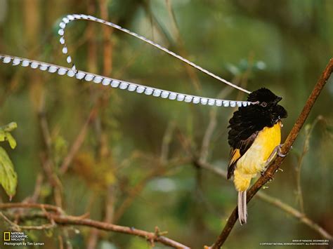 32 Gambar Burung Berwarna Hitam Putih | Hitamputih44