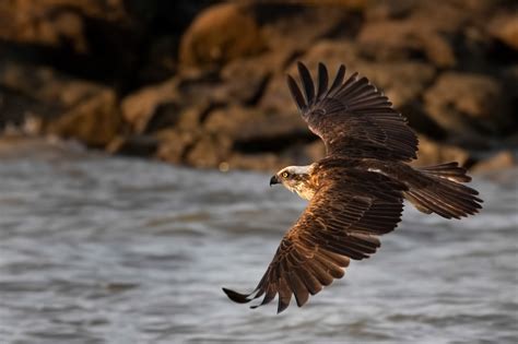 Brad Douglas Photography | Accipitriformes & Falconiformes (Birds of Prey)