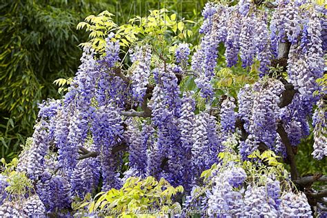 Chinese Wisteria stock photo - Minden Pictures