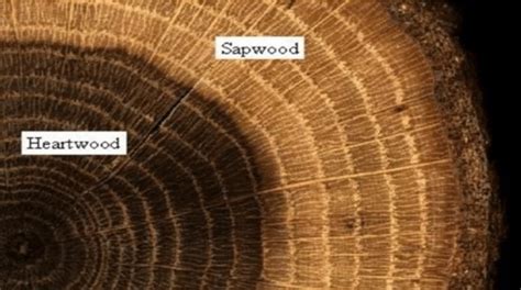 An image of heartwood and sapwood of a pine tree. | Download Scientific ...