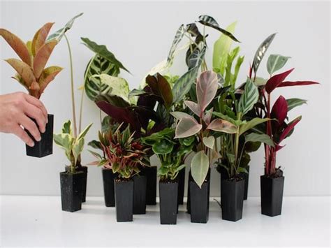 Pin by Plants in a Box on OUR PLANTS | Indoor plants, Plants, Buy indoor plants