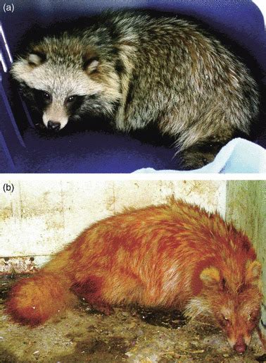 The external appearance of a normal-coloured raccoon dog, showing the... | Download Scientific ...