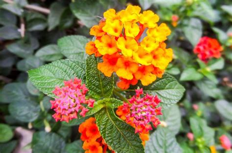 Ask SOTA: Controlling Lantana | SOTA Tractors Australia