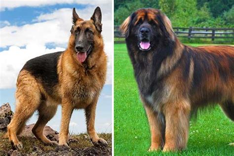 Leonberger German Shepherd Mix: The Right Family Fit?