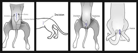 cat neutering procedure female - Emelia Grossman