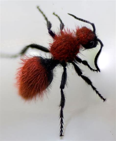 Panda ant - CreationWiki, the encyclopedia of creation science