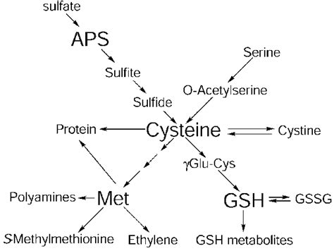 Schematic of cysteine biosynthesis and metabolism. | Download ...