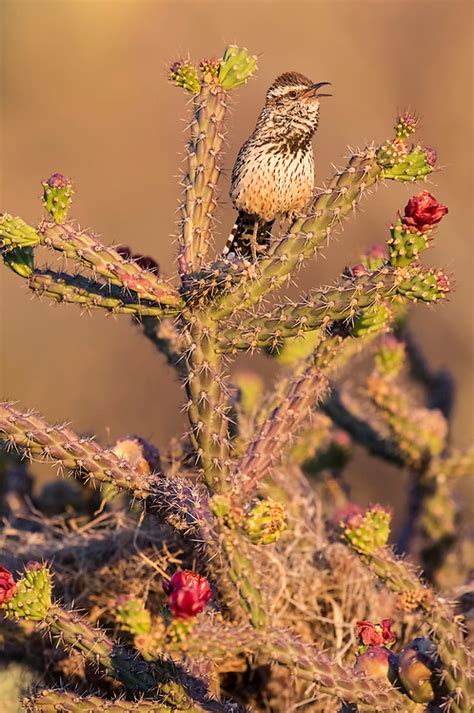 Cactus Wren, Campylorhynchus brunneicapillus, male, Pima County, Arizona | David Stimac Photography