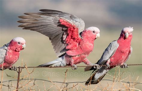 Galahs | Australian native birds, Australia animals, Australian native animals