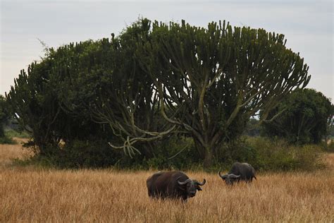 Despite Conservation Efforts, Poverty Drives Poaching Crisis in Uganda