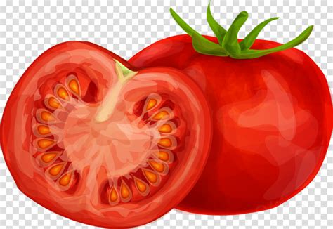 Tomato Drawing Pictures at PaintingValley.com | Explore collection of Tomato Drawing Pictures