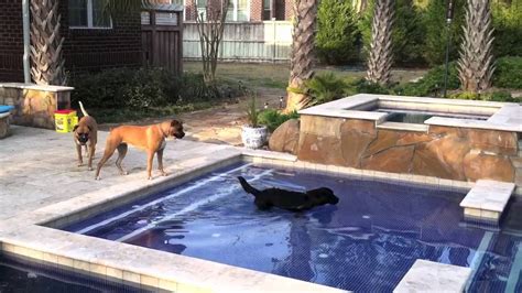 Dog Falls in Pool - YouTube