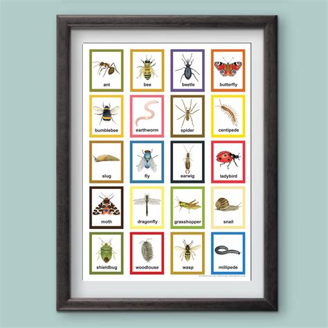 Garden Minibeasts Identification A3 Poster, Art Print, Chart