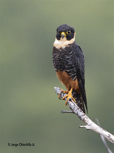 Bat Falcon | Source - BIRDFOCUS