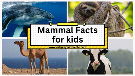 Everything Kids Need to Know About Mammals! - Kids Play and Create