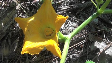 Pollinating Pumpkins | Pollination, Pumpkin, Giant pumpkin