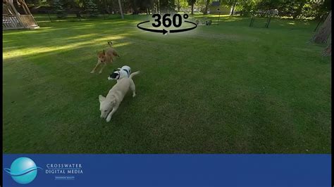 Dogs Playing...in VR/360 - YouTube