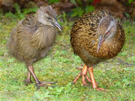 7 Weka Facts - Curious Native Bird - New Zealand Nature Guy