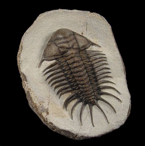 5 Surviving Facts about Rare Trilobites Fossils That Every Fossil ...