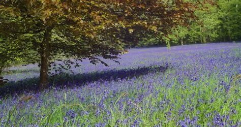 Cornwall gardens Stock Video Footage - 4K and HD Video Clips | Shutterstock